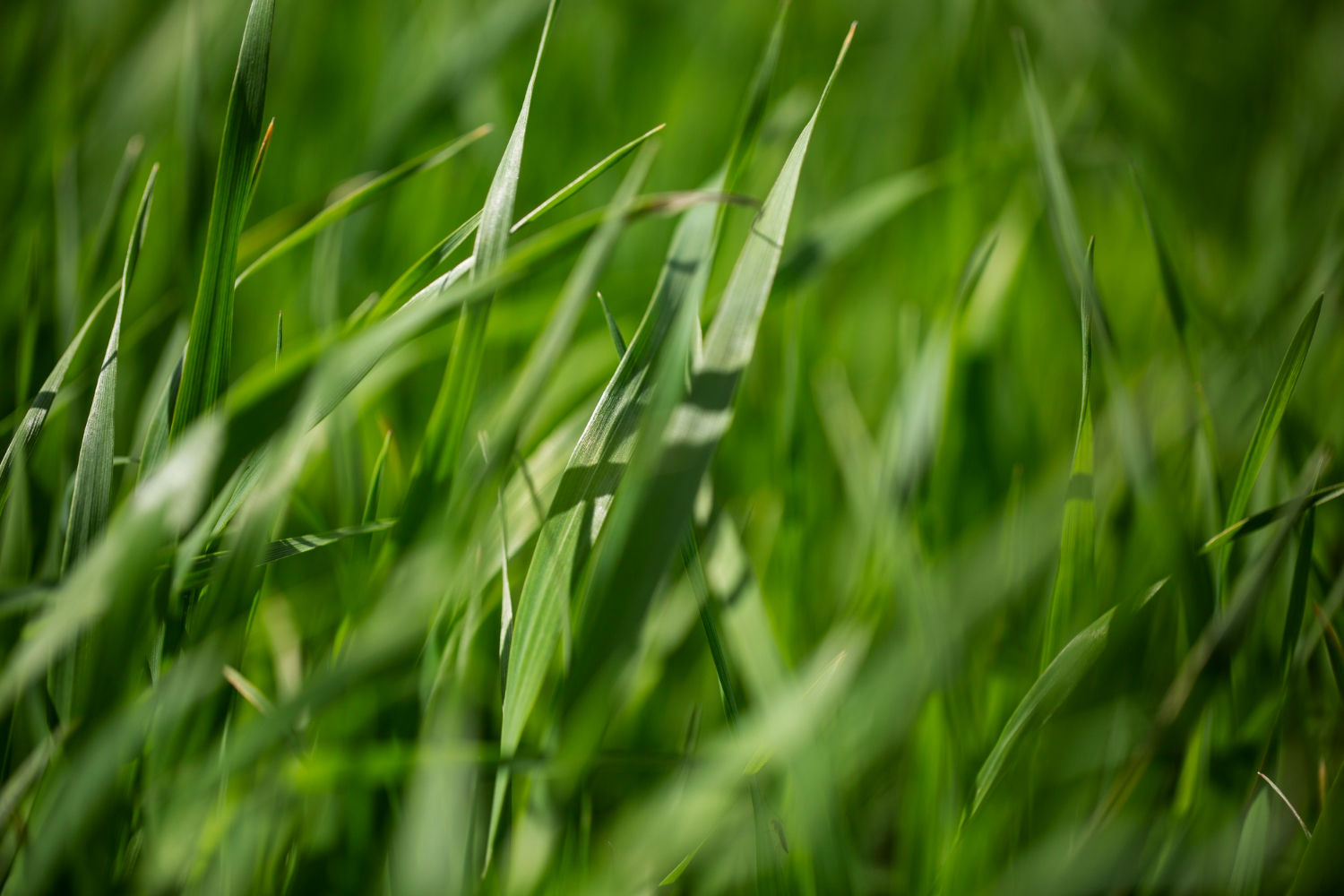 Kikuyu Grass